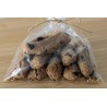 Sachet de 10 Zitoune